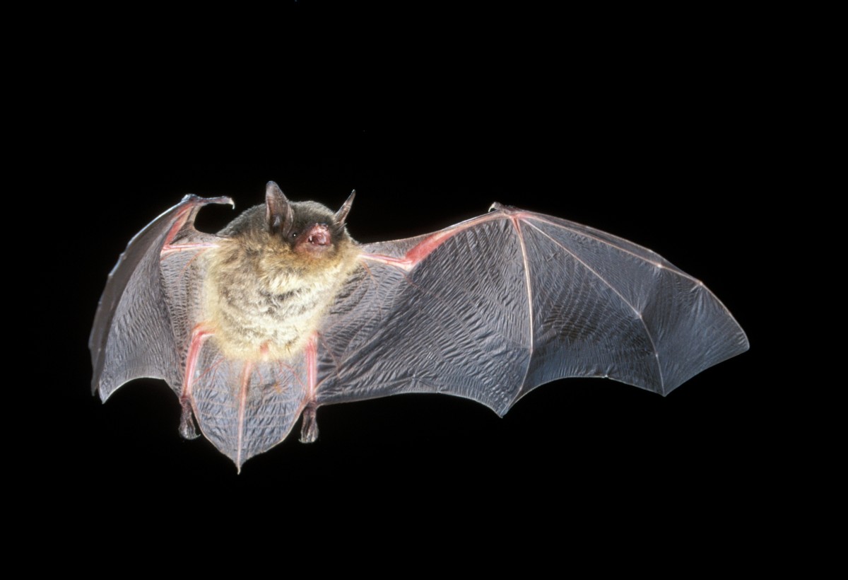 Photo of gray bat by J. Scott Altenbach, Bat Conservation International