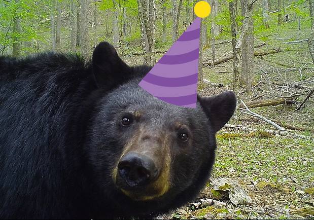 Bear with a birthday hat