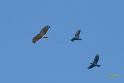 Hawks above the Blue Ridge Parkway