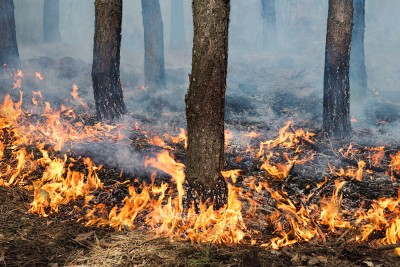 Controlled forest burn