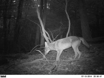 Coyote photographed by motion sensor camera on Blue Ridge Parkway