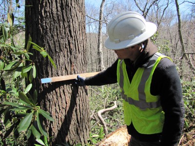 Treating Hemlock Trees