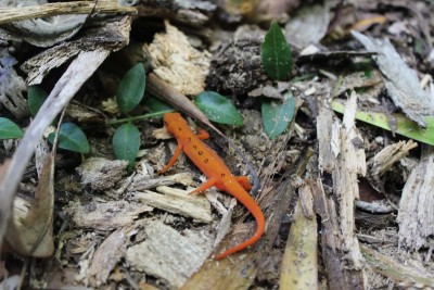 Red-spotted newt found during bioblitz