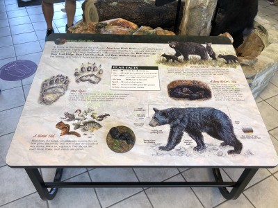 Educational bear display at Waterrock Knob Visitor Center
