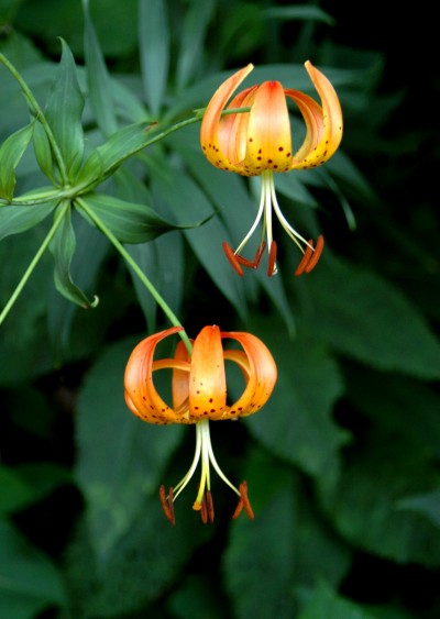 Turk's Cap Lily. Photograph by Vicki Dameron