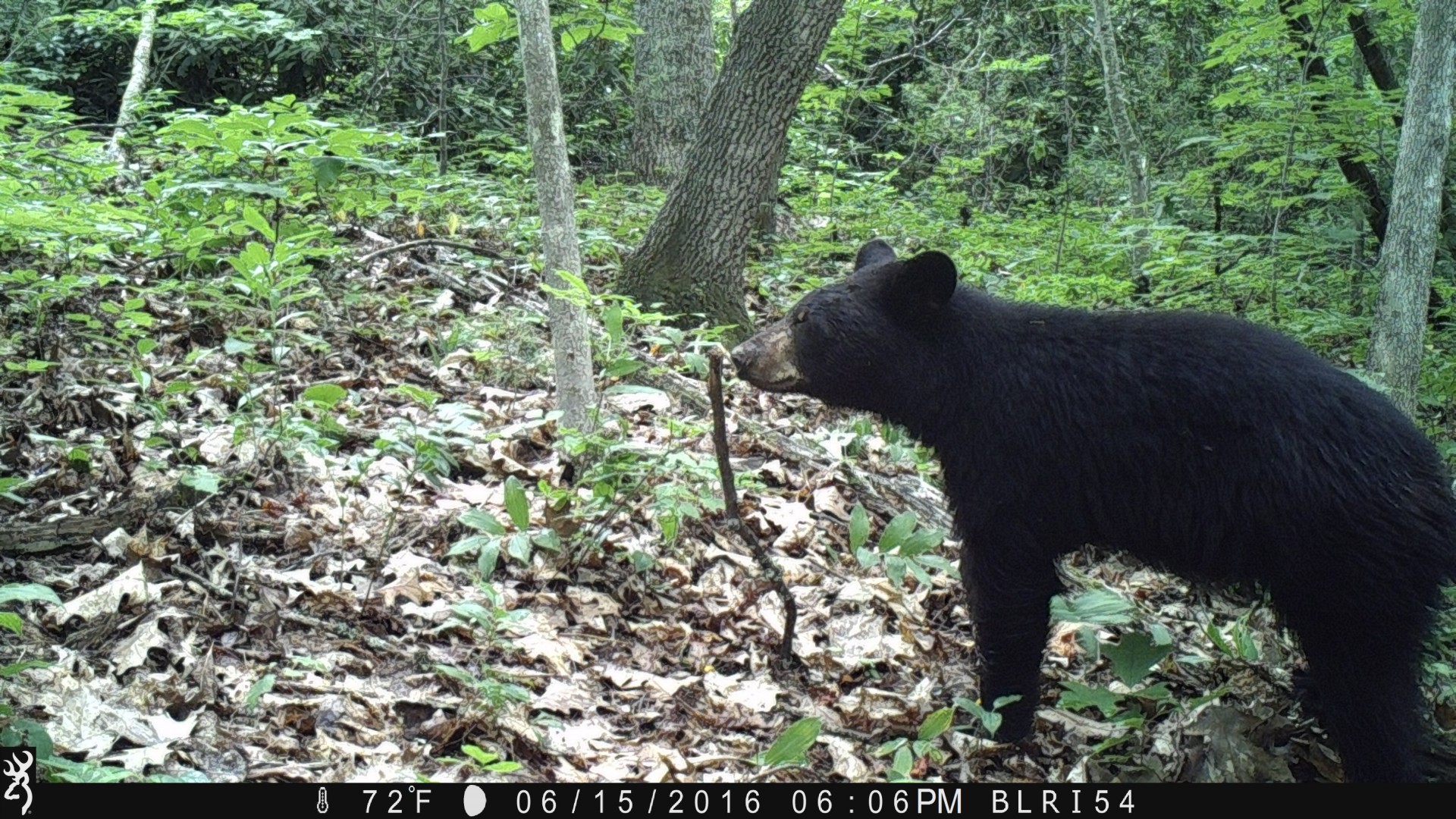 Remote cameras captured an image of a bear along the Blue Ridge Parkway.