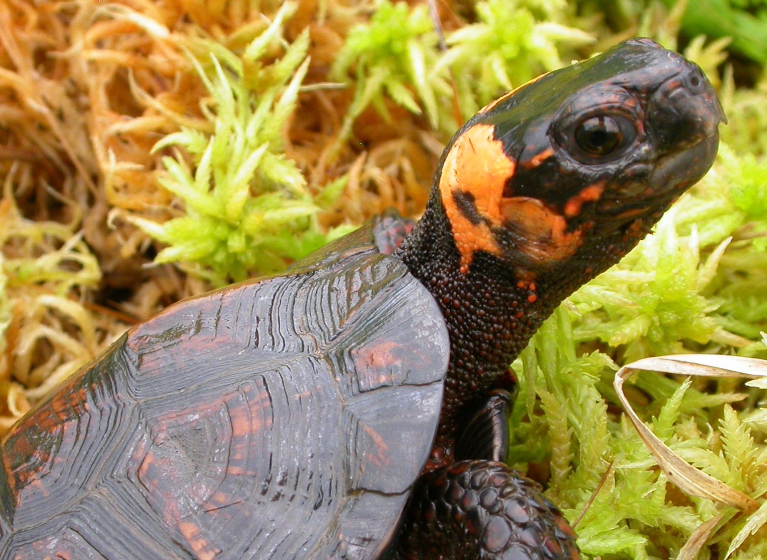 Bog turtles are elusive creatures on the Blue Ridge Parkway lands.