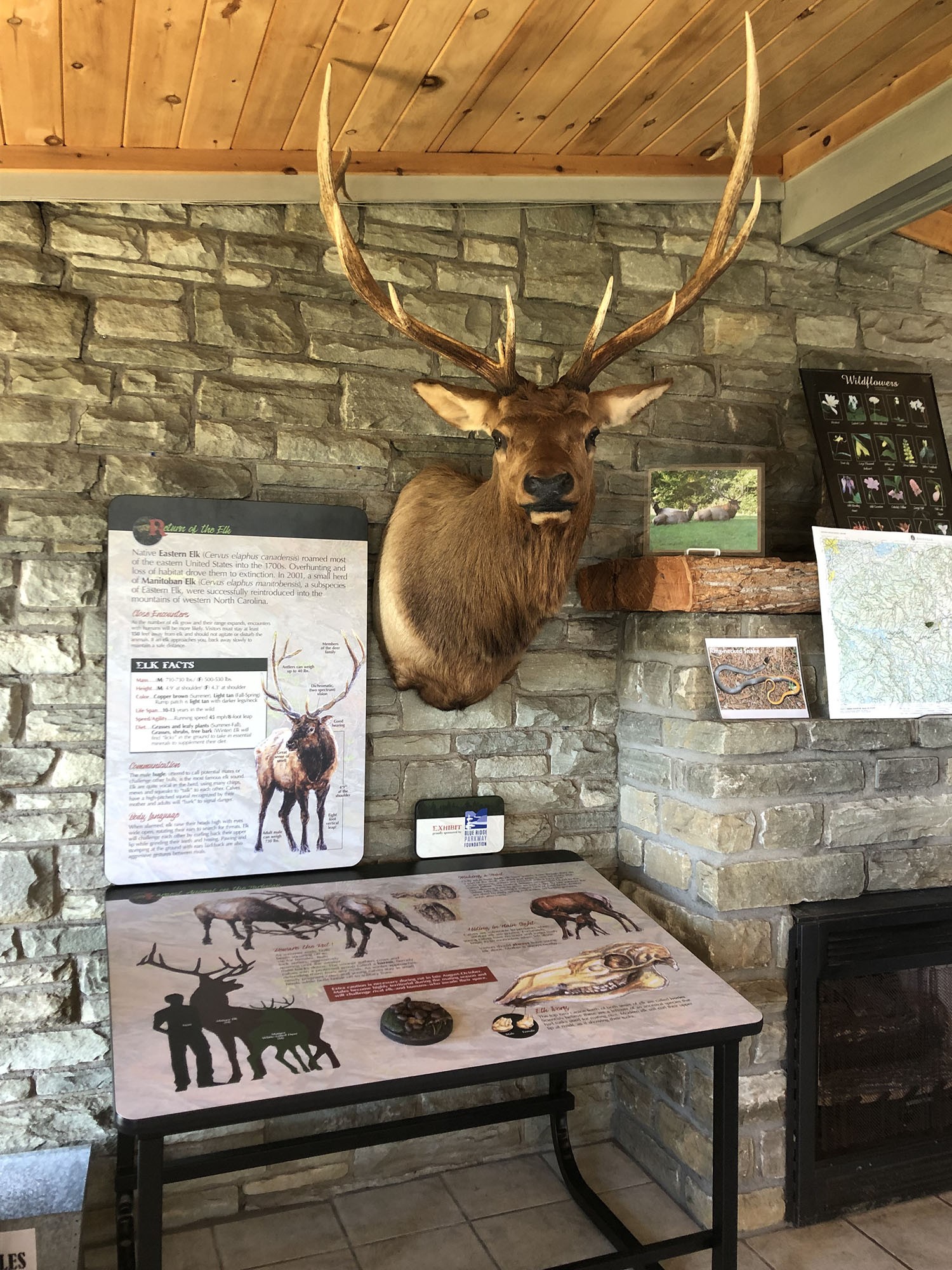 A new elk display at Waterrock Knob Visitor Center on the Blue Ridge Parkway.