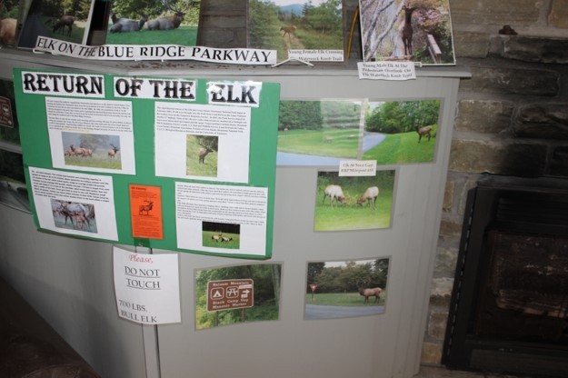 Elk exhibit at Waterrock Knob Visitor Center