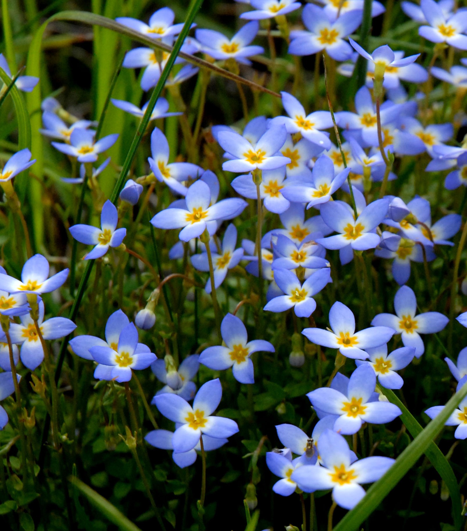 Small, pale blue blooms of the prostrate bluet