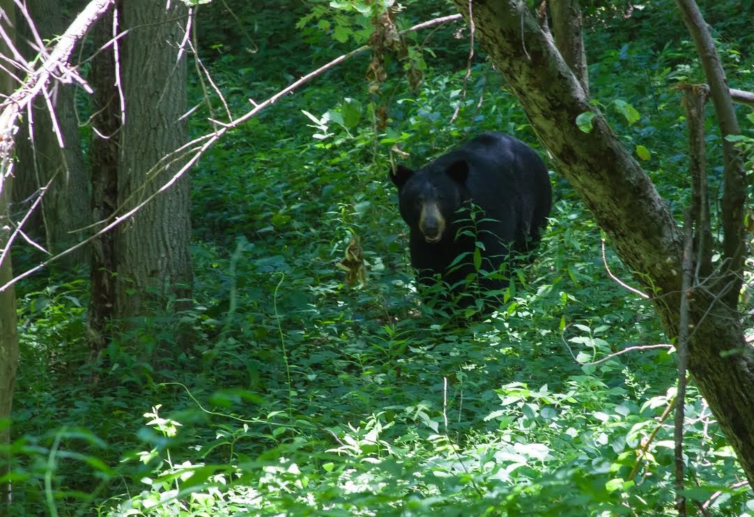 Bear on the Blue Ridge Parkway